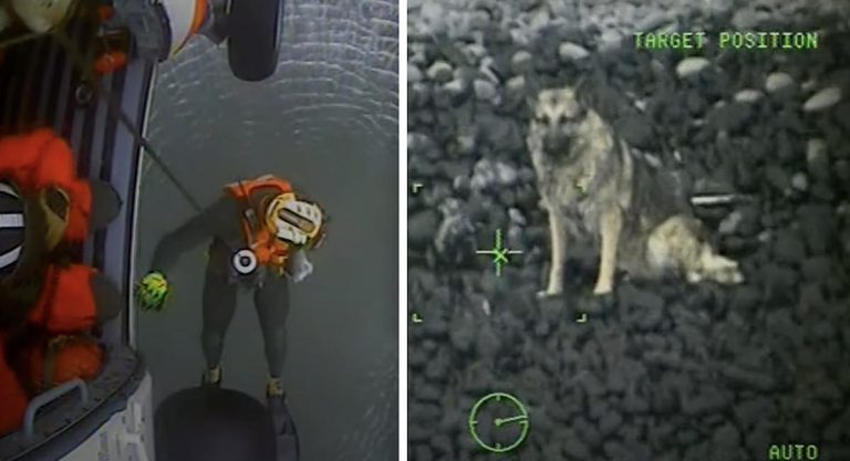 dog rescued after fall off Oregon cliff
