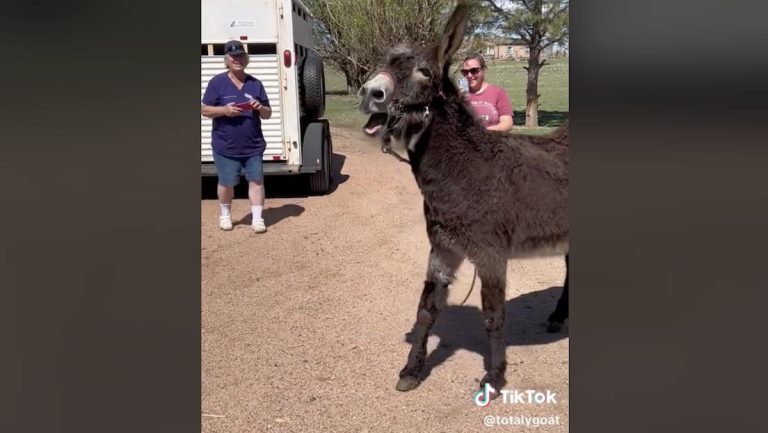 rescued donkey sees her own kind after 20 years