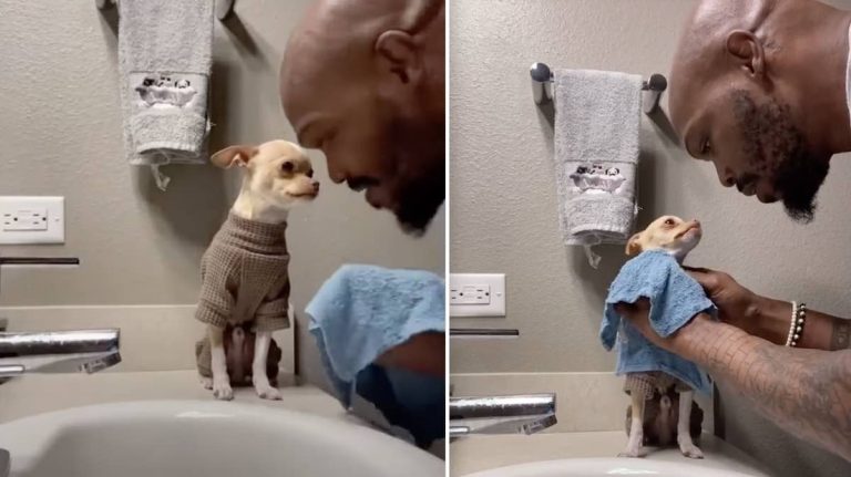 man washes his chihuahua