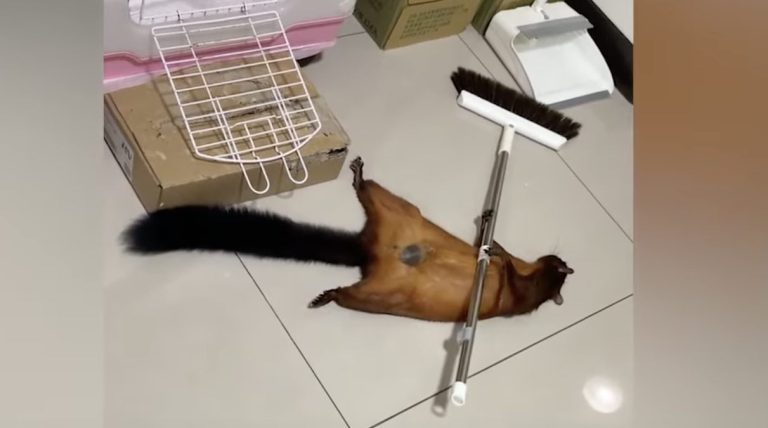 Flying squirrel plays dead