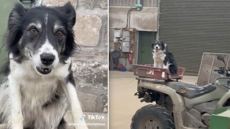 Kate the sheepdog