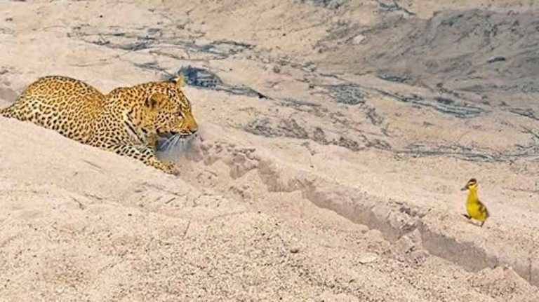duckling wanders up to leopard