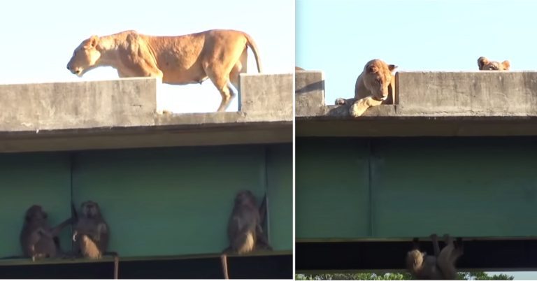 baboons hide from lions under bridge