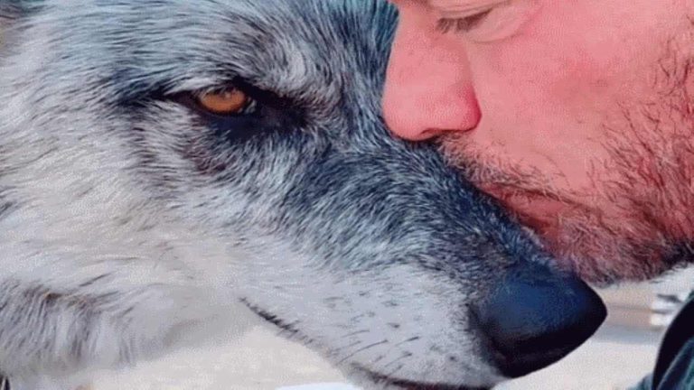 man rescues wolf
