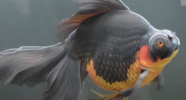 Woman Nurses Sick Fish Back To Health And Is Stunned By His Transformation