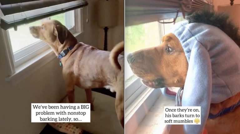 dog gets quiet ears to stop barking