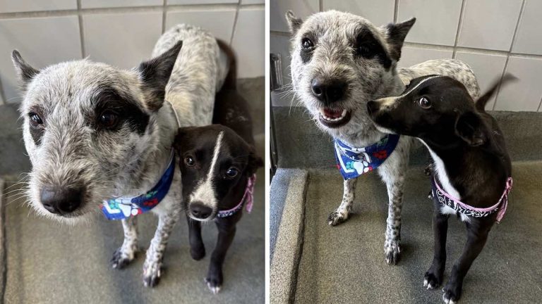 Aria and Khaleesi two dogs up for adoption