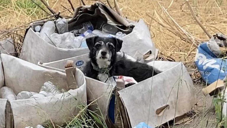 dog left behind by family