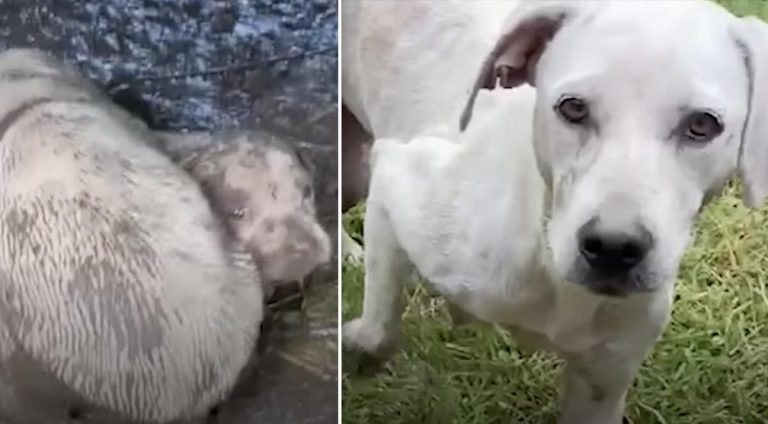 puppies rescued from under a bus