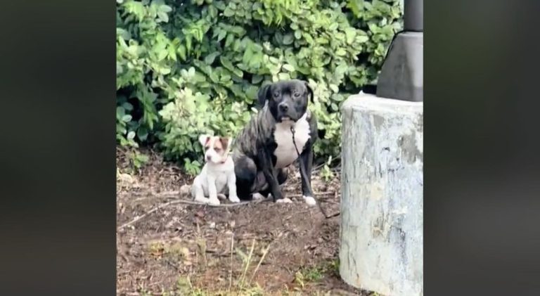 Two Dogs Abandoned at Local Library Thrilled When They Learn They’ve Been Adopted Together