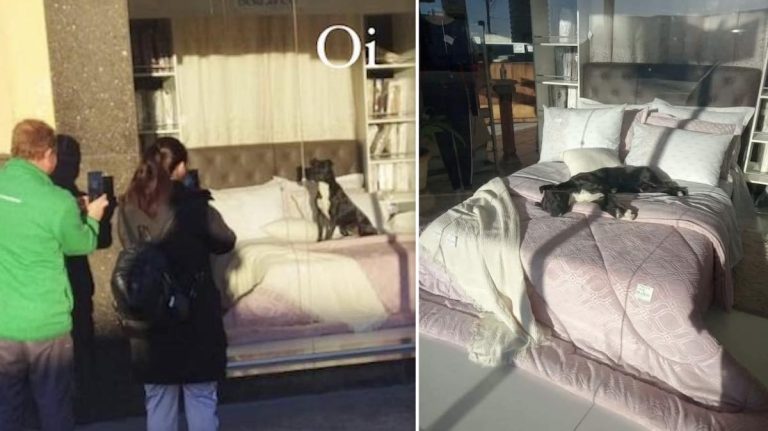 stray dog sleeps in display window of store