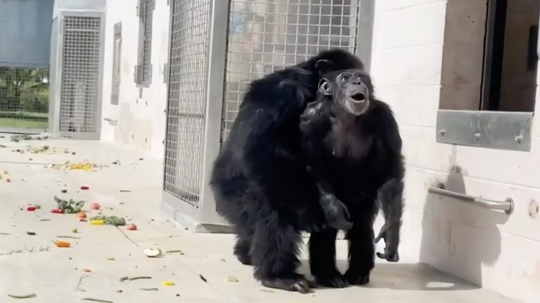 Vanilla the chimp sees open sky for first time