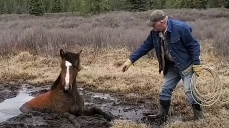 Hikers Spot Wild Horse Stuck In Muddy Pit and Get Her Help