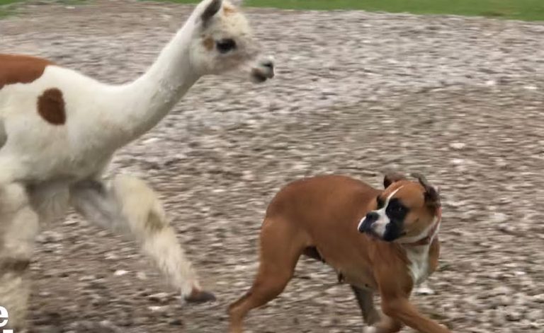 Dog Outsmarts Alpaca Who Escapes Pen And Chases After Her