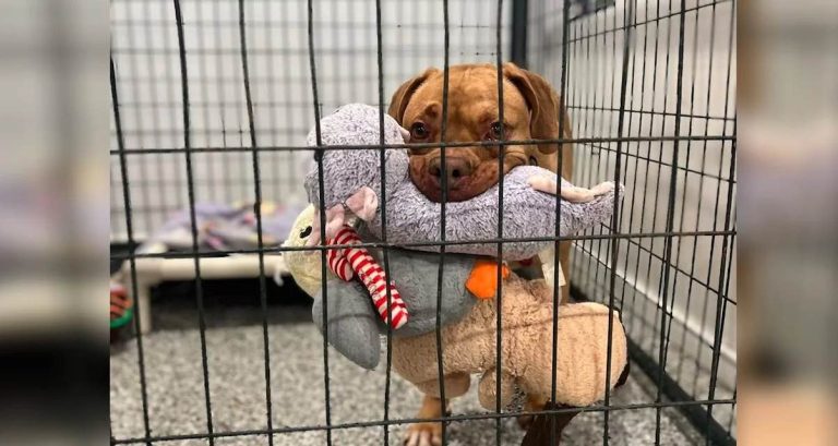 Shelter Dog Who Loves Carrying As Many Toys As She Can Still Looking For A Family
