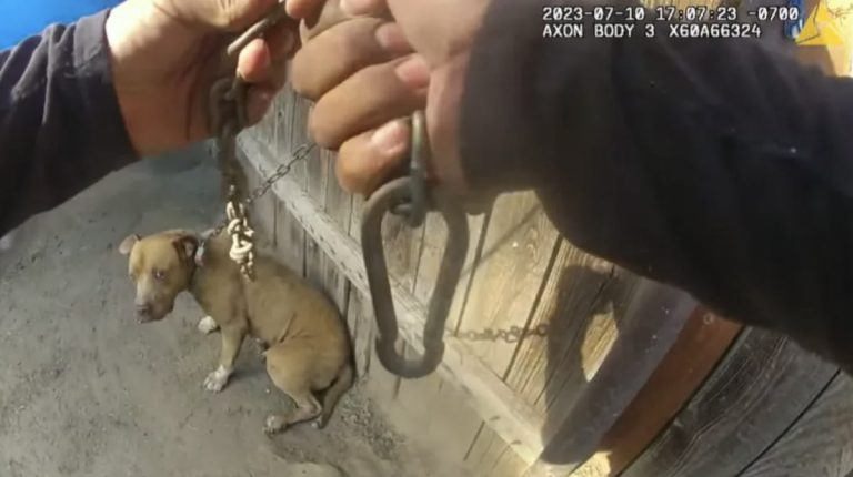 dog rescued from burning home