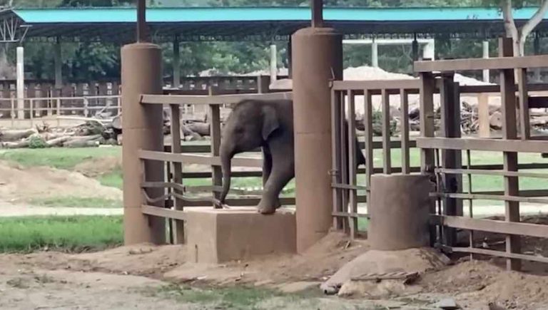 baby elephant escapes enclosure