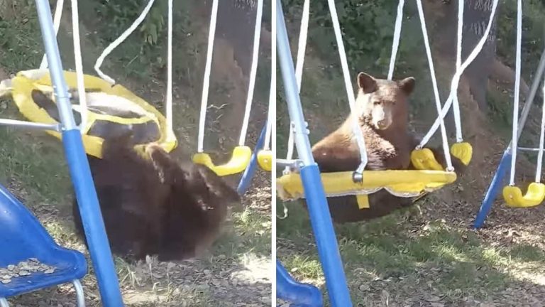 bear plays on saucer swing
