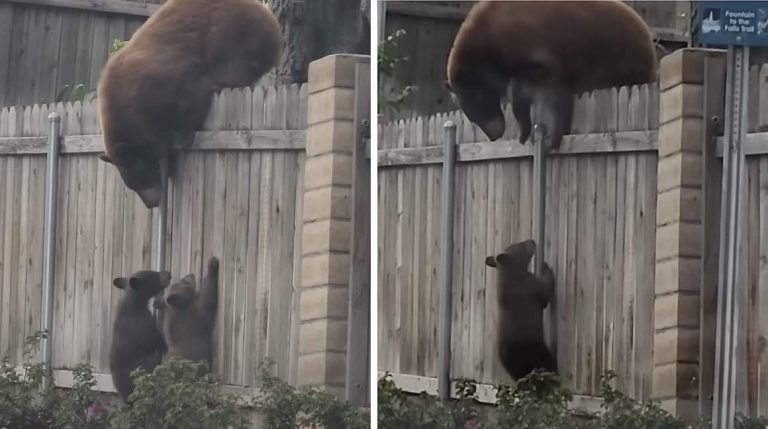 mama bear fetches her cubs from fence.