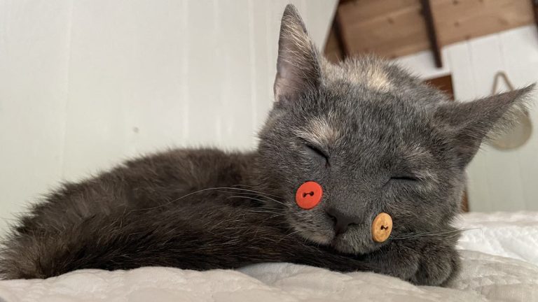 Stray Kitten Whose Broken Jaw Mended with Buttons Takes Her First Bites of Solid Food