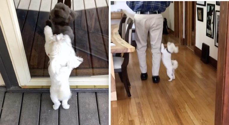 Charly the maltese visits the neighbors