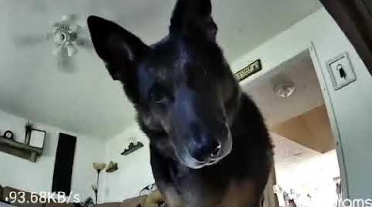 Chino the GSD