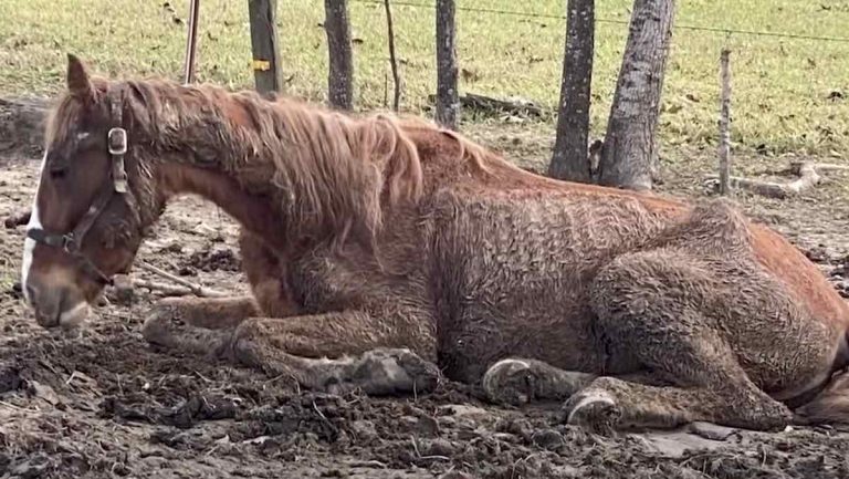 Dasher the horse