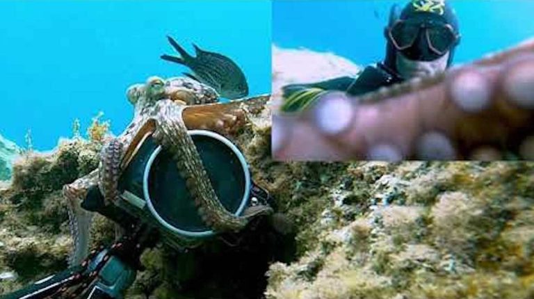 octopus films diver