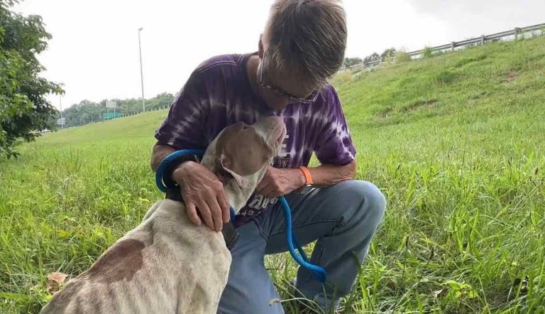 dog rescued from highway Stray Rescue of St.Louis