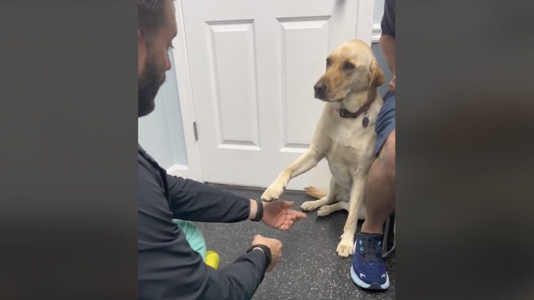 dog with injured paw