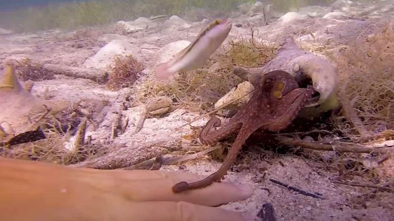 Tiny Octopus Befriends Diver And Gives Her Little Handshakes