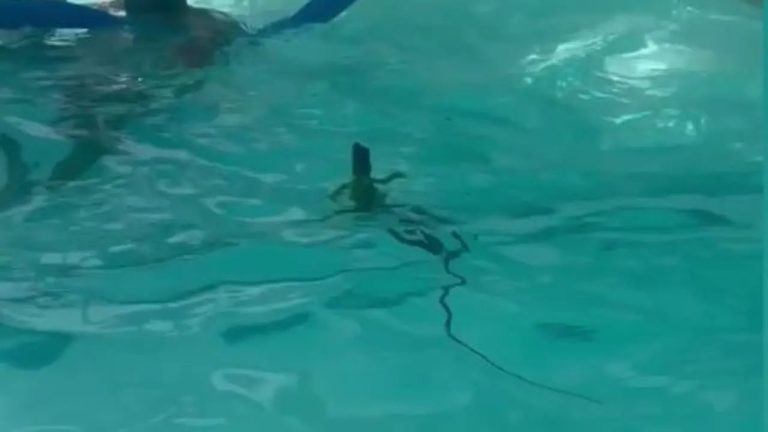 Man Has Hilarious Reaction To Iguana Surprising Him In The Pool