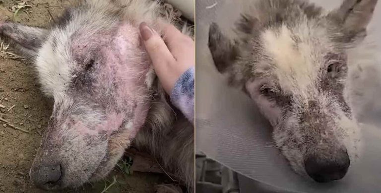 Jake the husky rescued