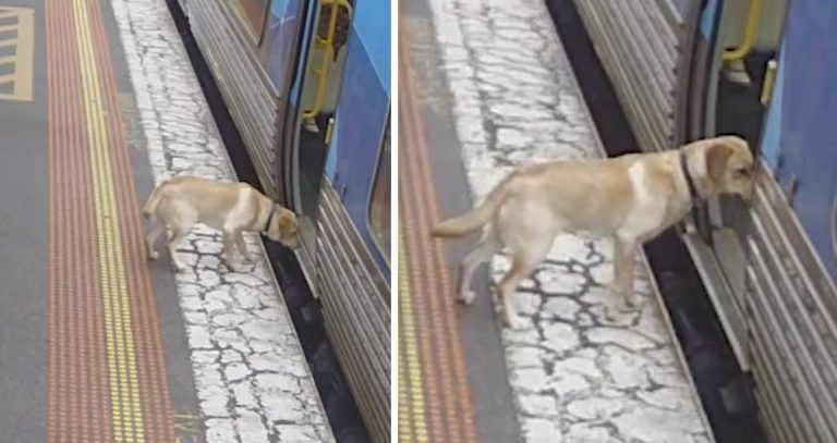 Lost Dog Hops Onto Train And Ends Up Getting ‘The Royal Treatment’