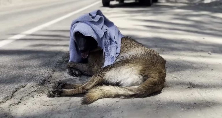 Belgian Malinois With Burnt Paws Rescued From Extreme Desert Heat