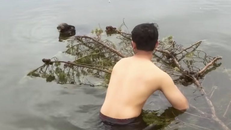 man saves drowning koala