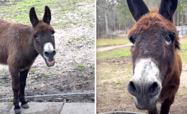 Shy Donkey Who Quietly Waited 10 Years To Be Adopted Finds His Singing Voice