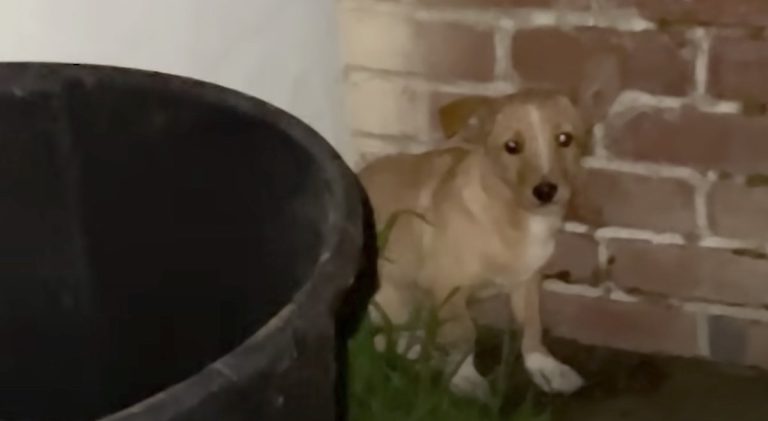 puppy shows up at woman's backyard