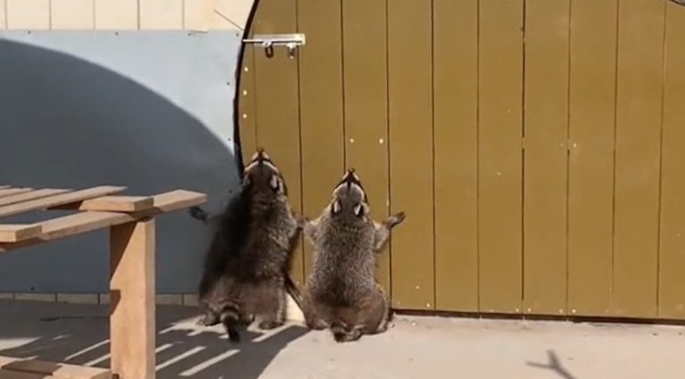raccoons try to open door