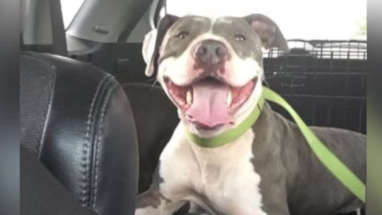 Dog Reunites With Family After Missing For 5 Years Thanks To 6 Month Rescue Effort