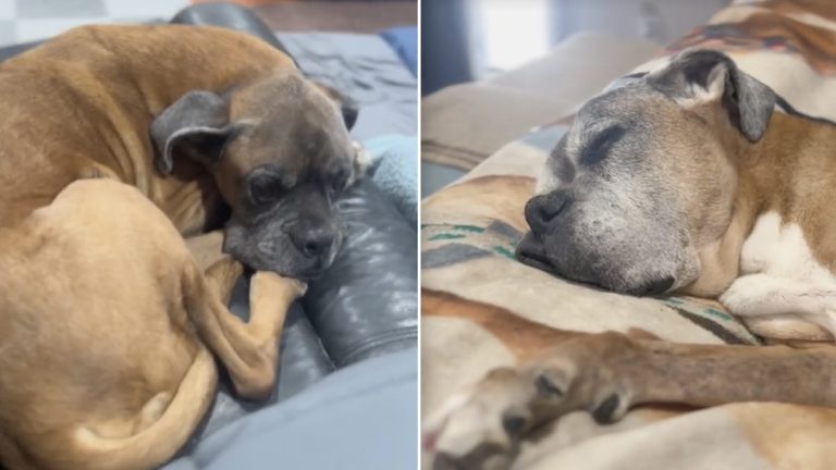 Woman Moves Her Bed Downstairs To Be Closer To Her Senior Dogs And Dog Lovers Can’t Stop Talking About It