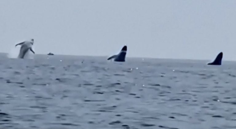 3 whales jump at same time