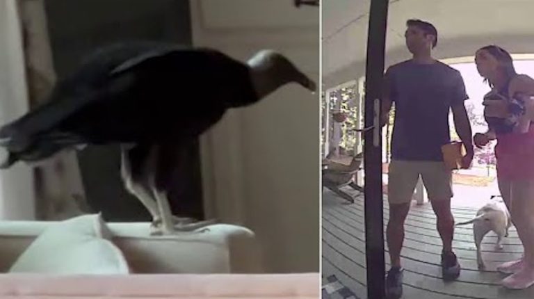 Vulture Sneaks Inside Couple’s House To Snatch Teddy Bear