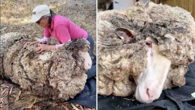 Alex the sheep rescued