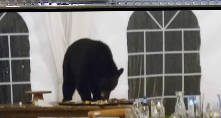Newlyweds Have Their Wedding Reception Crashed By Wild Visitor – A Bear Hungry For Desserts