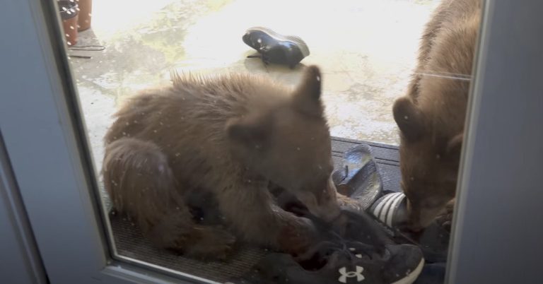wild bear clubs play with shoes