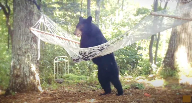 bear climbs onto hammock