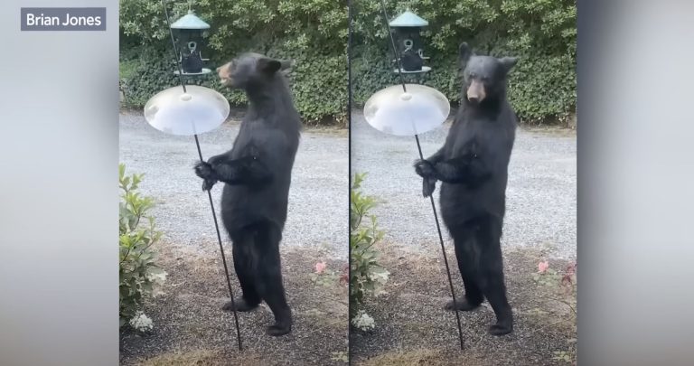 Man Looks Out His Window And Spots A Bear Looking Oddly Human