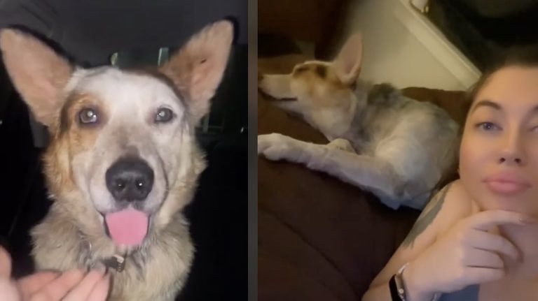 woman finds cattle dog on street