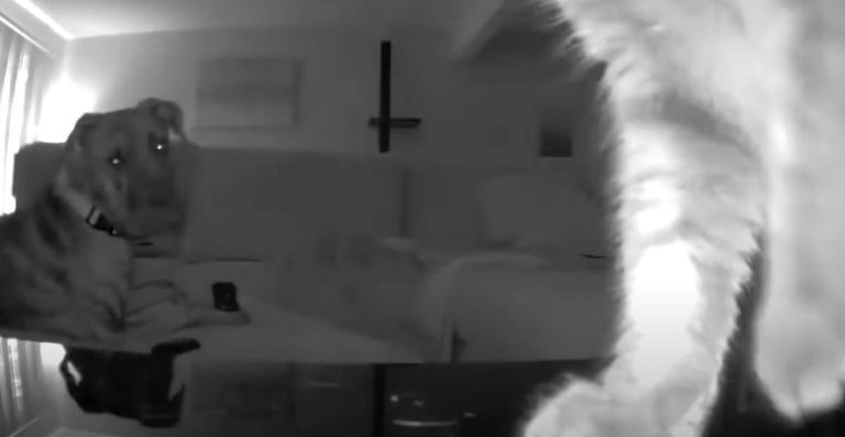 cat moves security cam to point at dog
